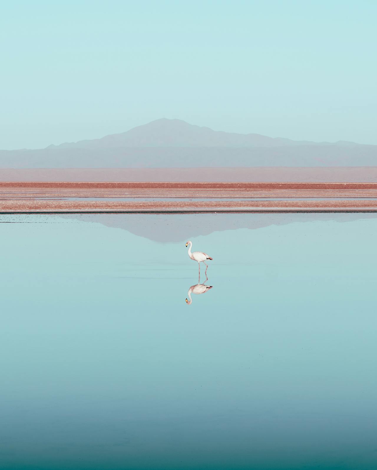 A flamingo in the Atacama Desert in Chili with a mountain in the background.